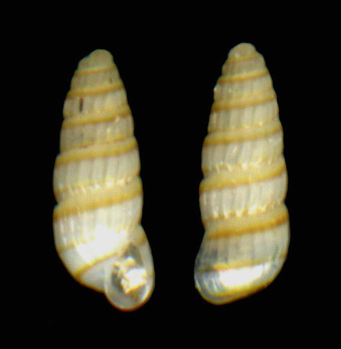 Odostomella doliolum